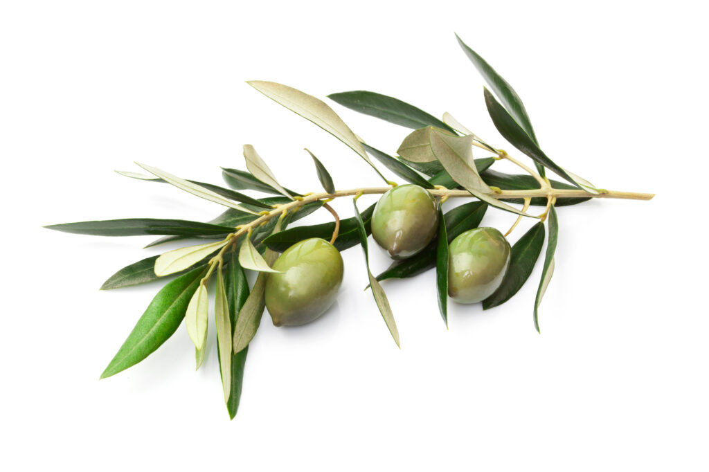 Zeytin Yaprağının Faydaları Nelerdir?